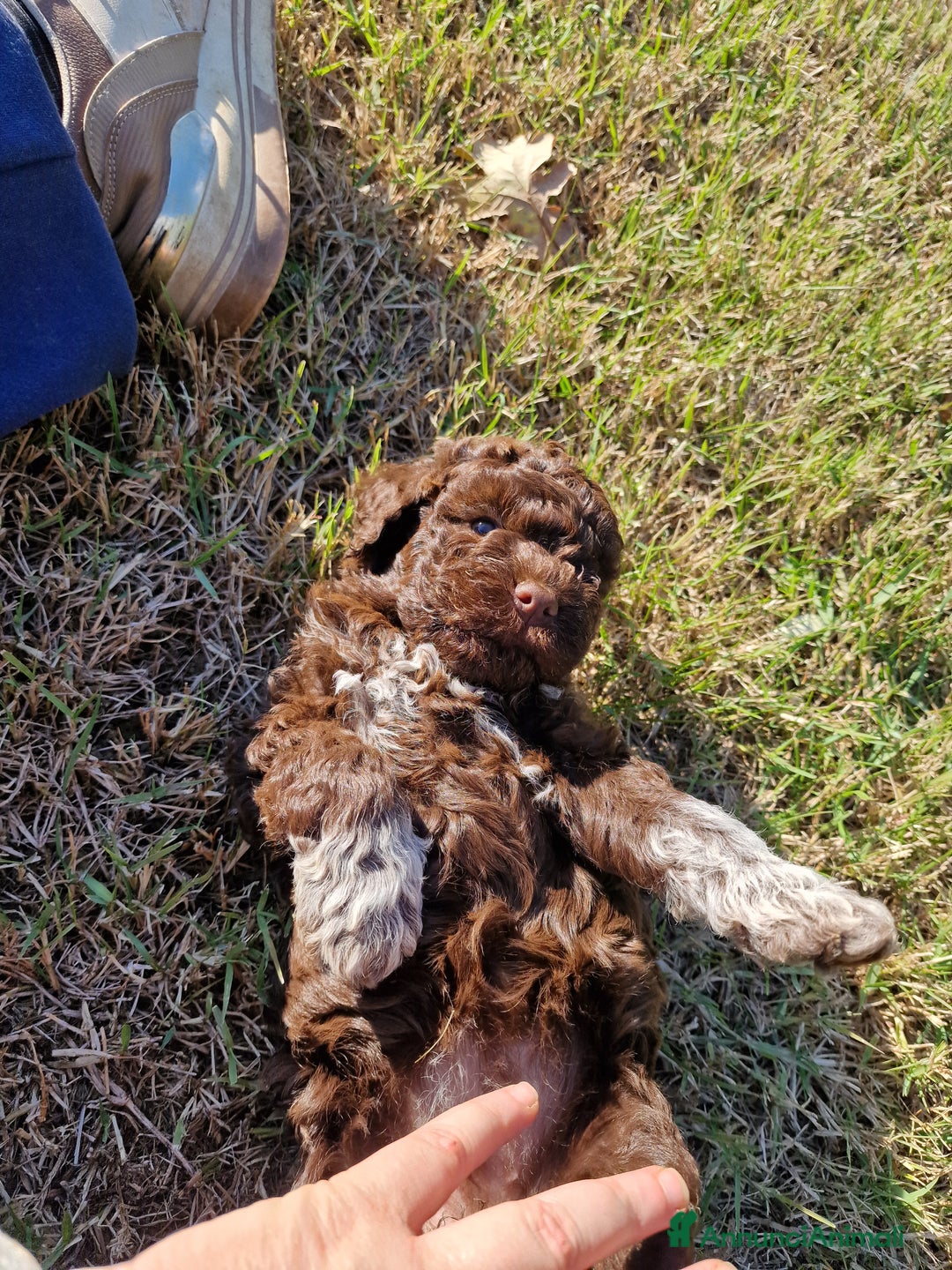 Lagotto cani in vendita: Cuccioli di Lagotto - Annuncio 6