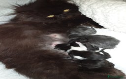 Persiano gatti in vendita: Cucciolo persiano ipertipico maschio a Provincia di Brindisi - Immagine 6