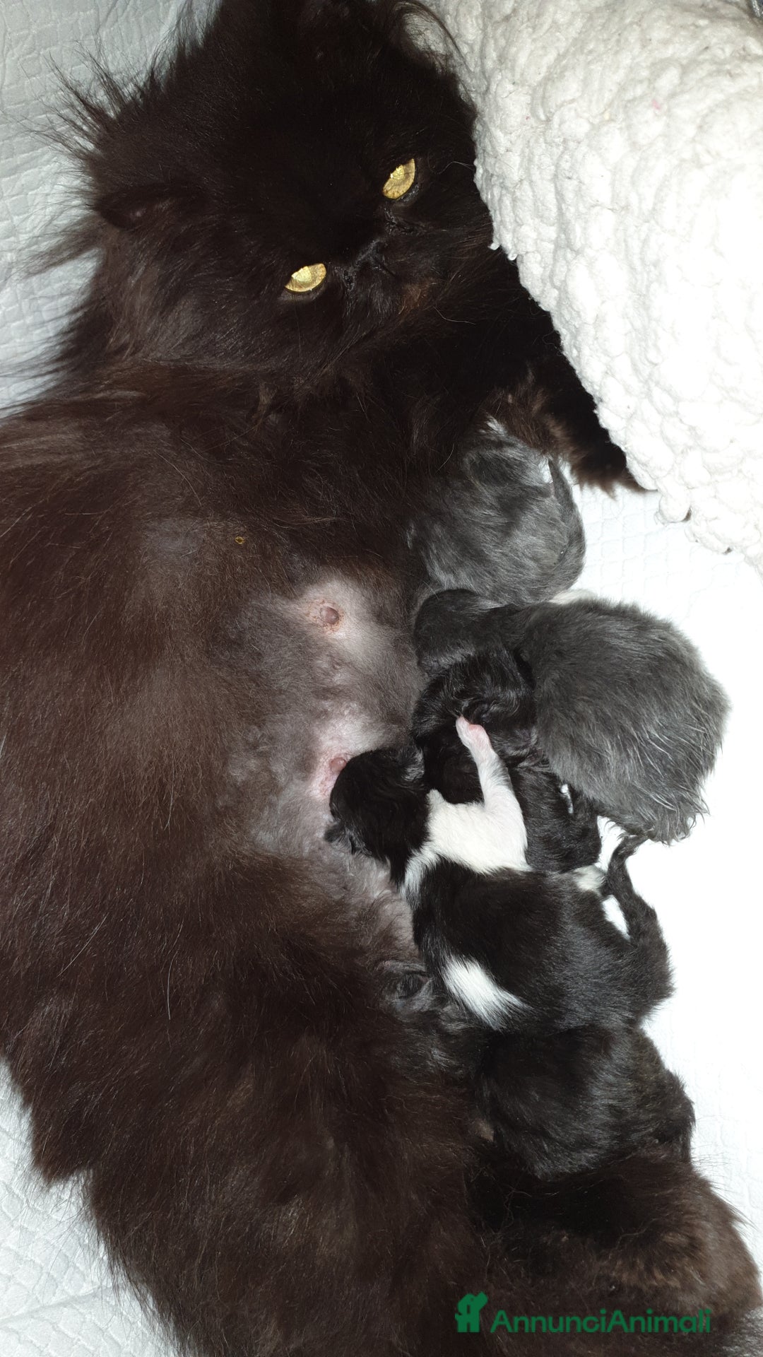 Persiano gatti in vendita: Cucciolo persiano ipertipico maschio a Provincia di Brindisi - Immagine 6