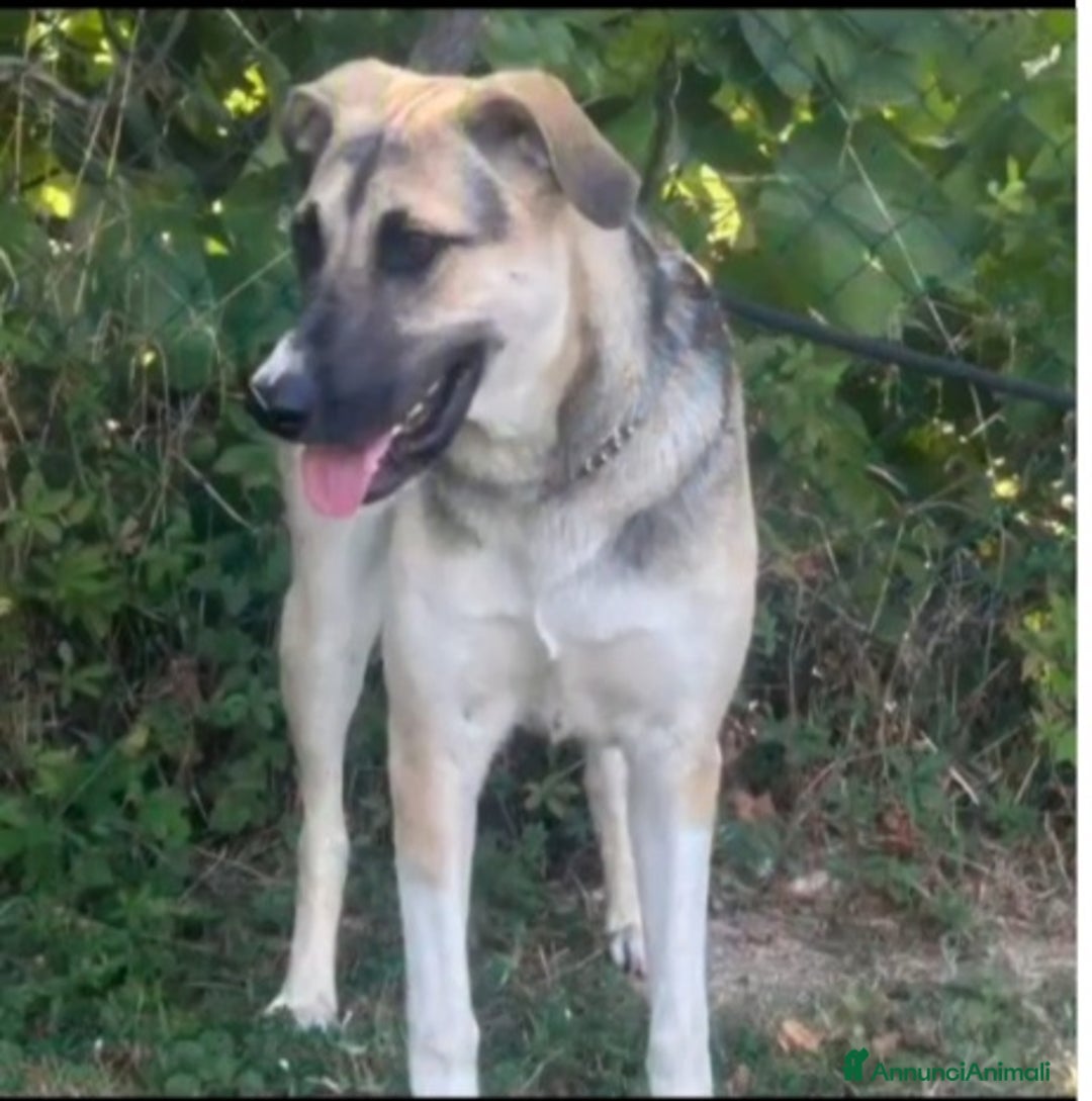 Meticcio cani in regalo: 10mesi pastorina A BREVE IN CANILE!VENEZIA URGENTE - Annuncio 1