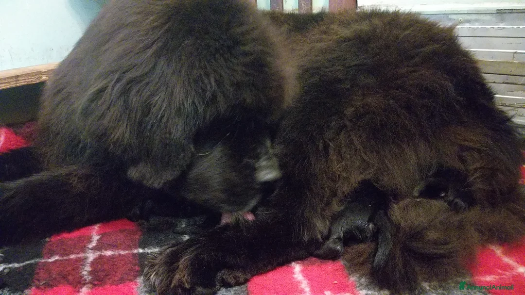 Terranova cani in vendita: Terranova Cuccioli - Annuncio 2