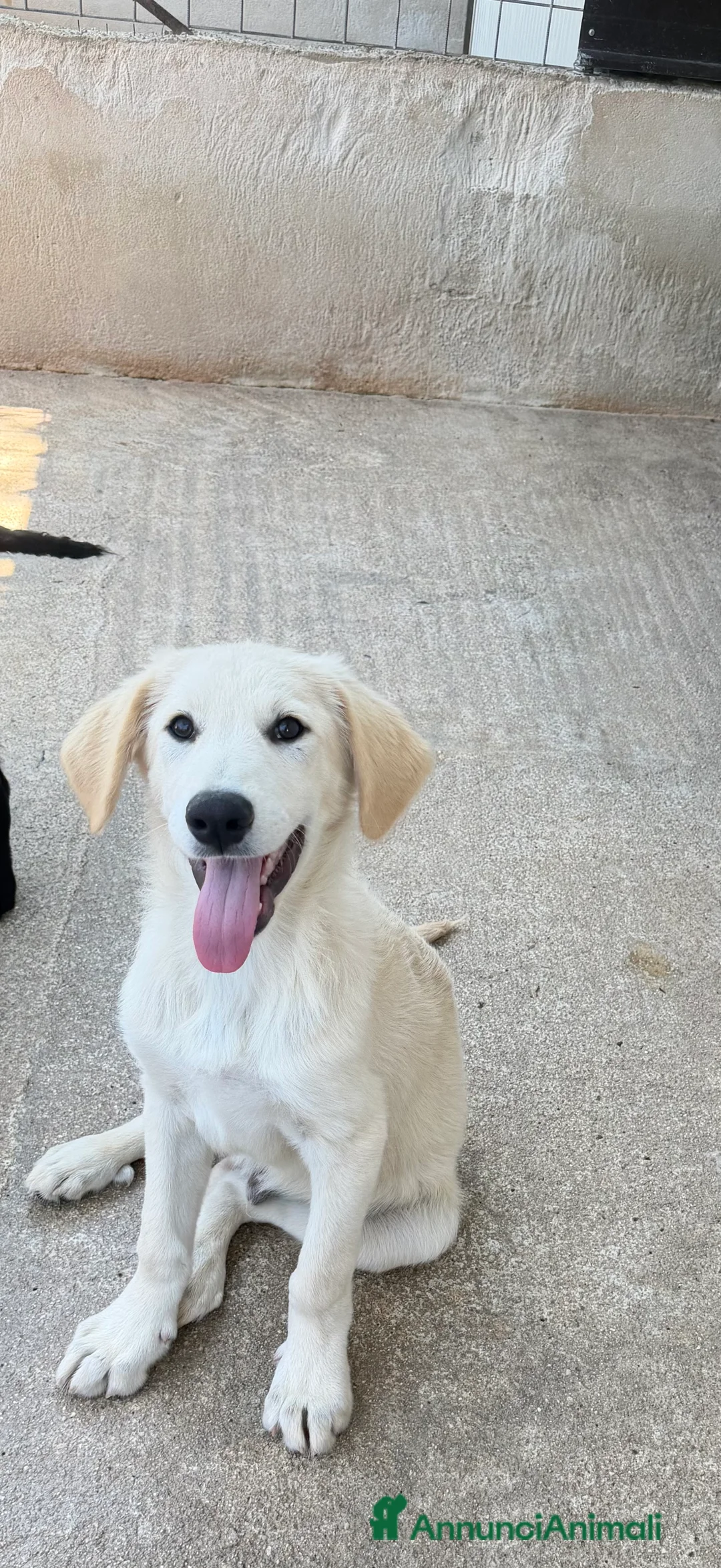 Meticcio cani in regalo: Jonny a Provincia di Alessandria - Annuncio 2