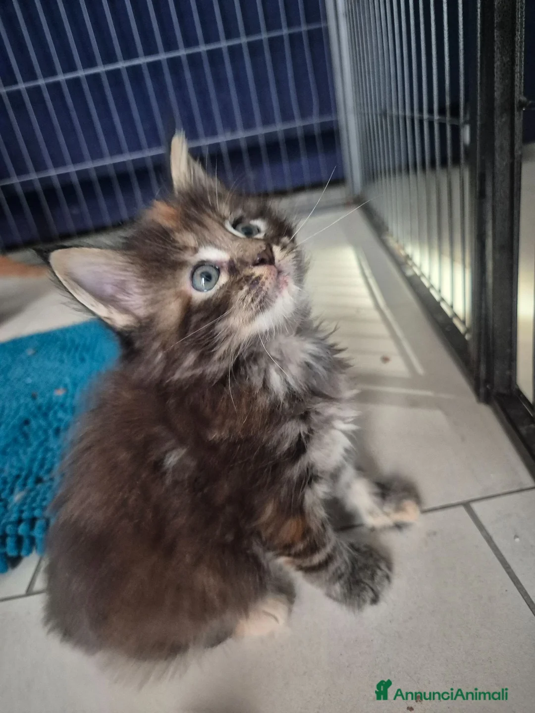 Maine Coon gatti in vendita: Maine coon femmina - Annuncio 4