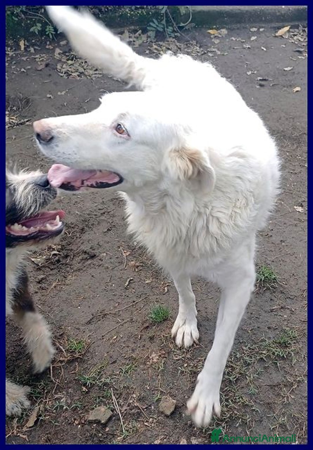 Meticcio cani in regalo: BOMBA dolcissima e buona con tutti - Annuncio 4