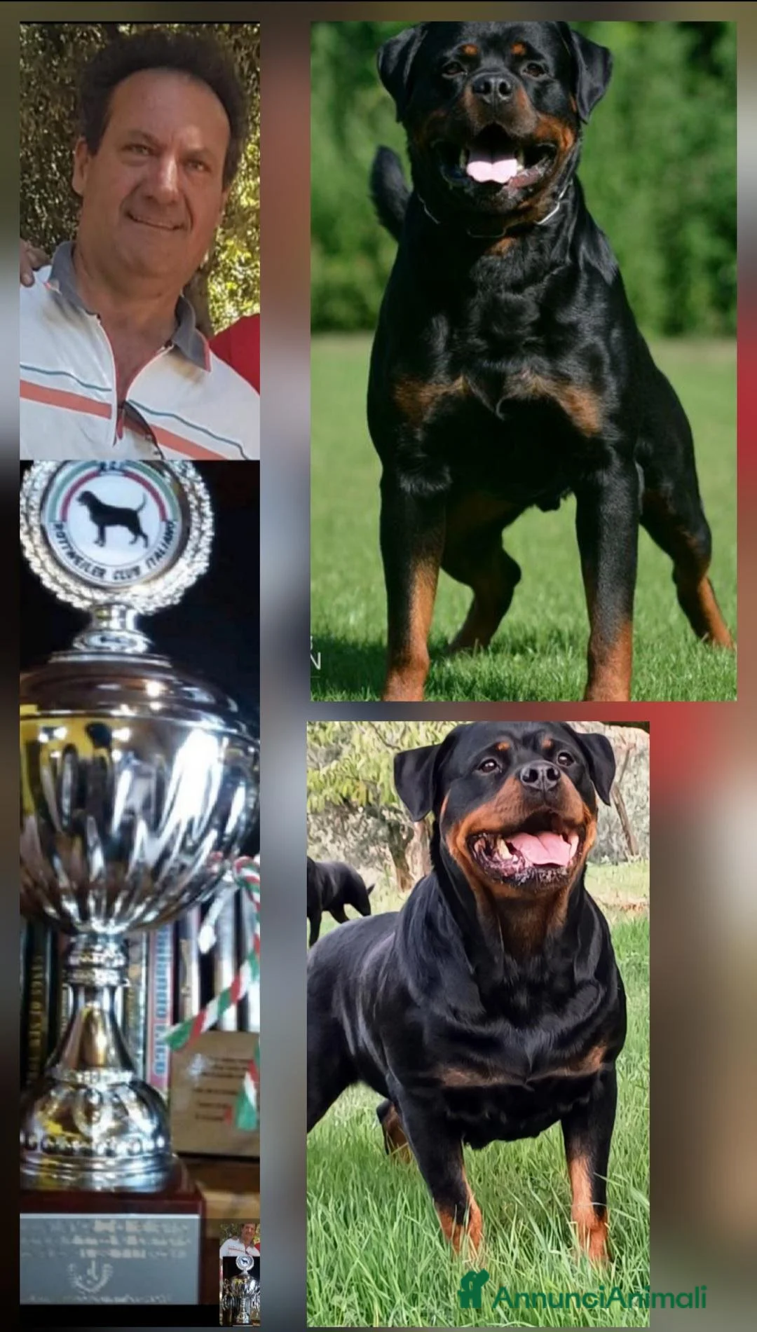 Rottweiler cani in vendita: Disponibili cuccioli Rottweiler  - Annuncio 38