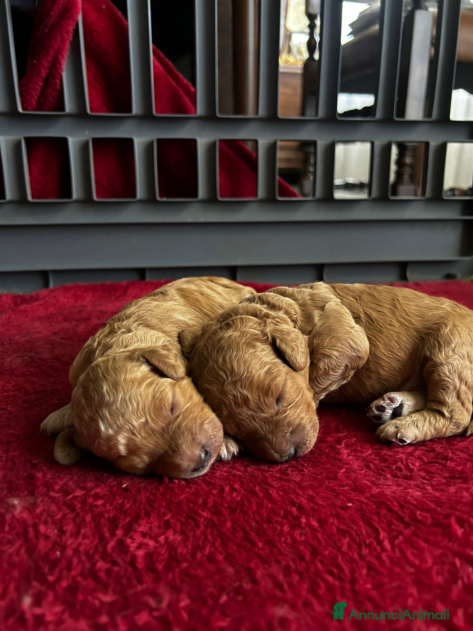 Barboncino cani Barboncino nano  - Annuncio 2