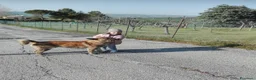 Meticcio cani in regalo: Meticcio giocarellone a Provincia di Macerata - Annuncio 6