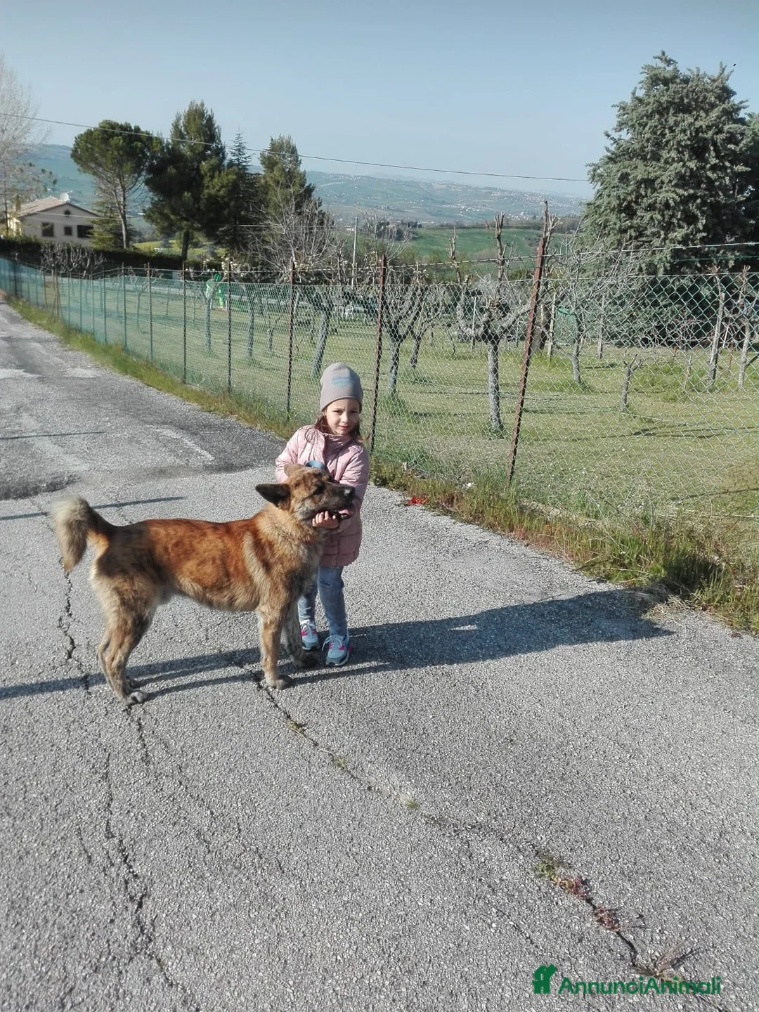 Meticcio cani in regalo: Meticcio giocarellone a Provincia di Macerata - Annuncio 6