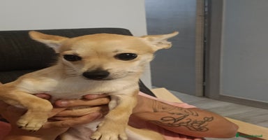 Chihuahua cani a Provincia di Forlì-Cesena - Annuncio 6