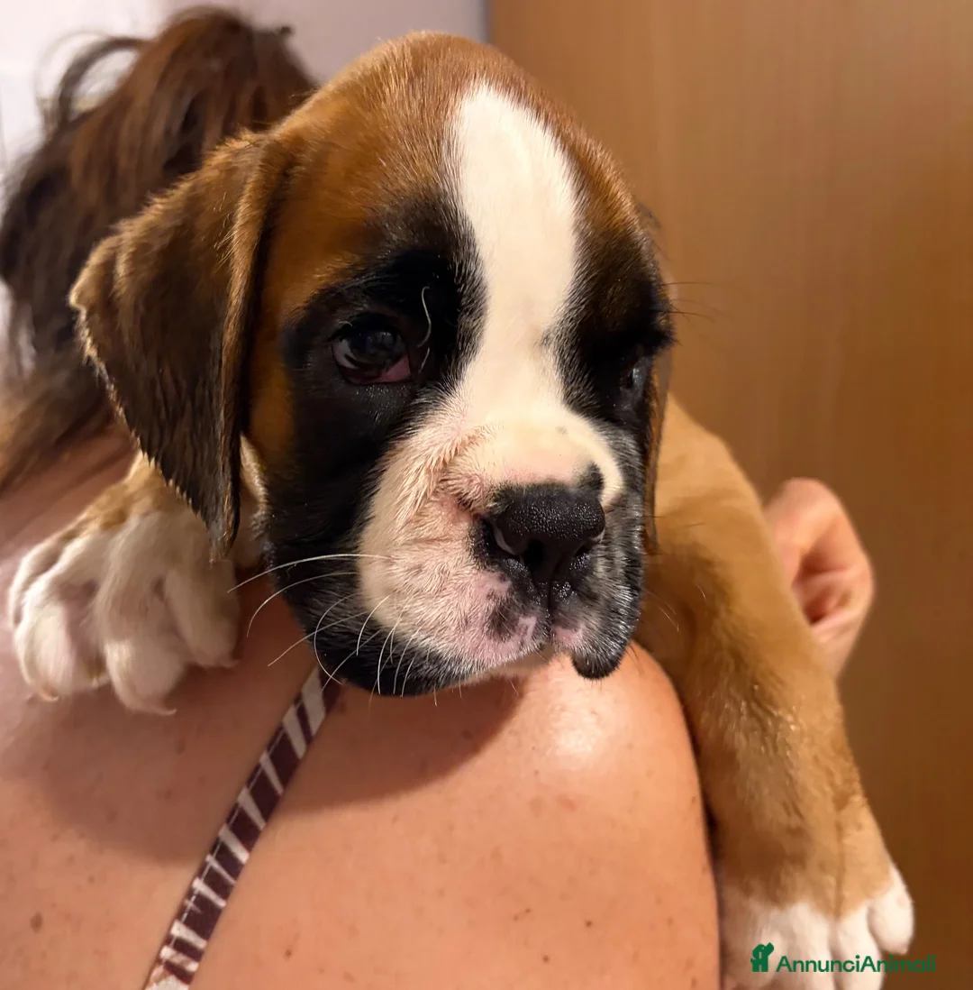 Boxer cani in vendita: CUCCIOLO BOXER SPETTACOLARE  - Annuncio 6