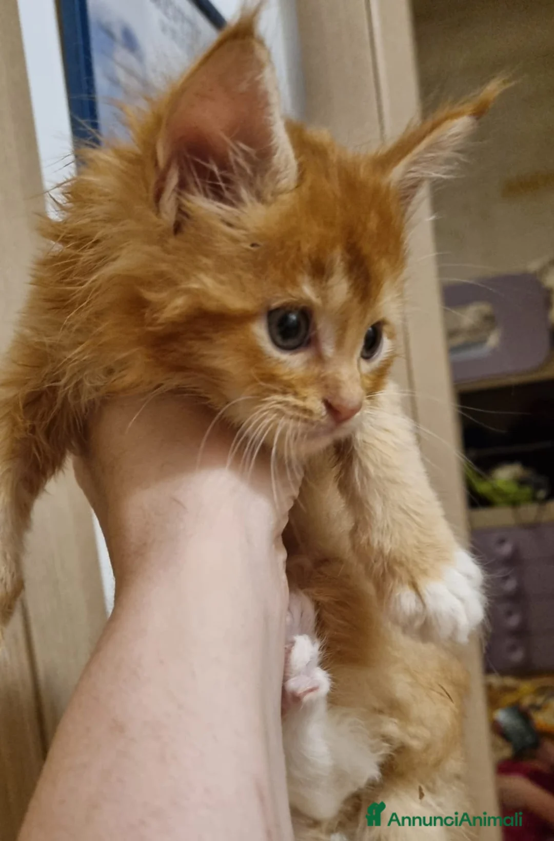 Maine Coon gatti in vendita: Mainecoon pedigree ANFI  - Annuncio 5