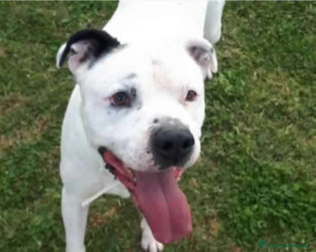 Meticcio cani in regalo: Il dolcissimo Klaus cerca adozione  a Roma - Annuncio 2