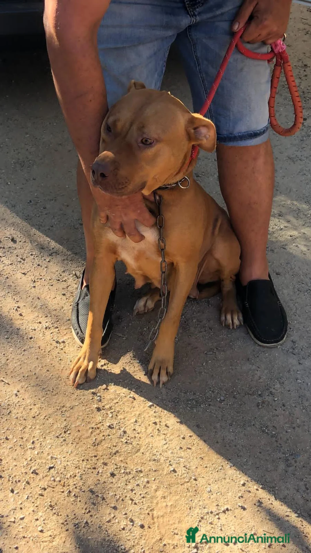 Pitbull cani in regalo: Pitbull femmina 2anni e 1/2 salvata da fame,sete.. - Annuncio 1