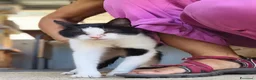 Meticcio gatti in regalo: Elettra la dolce - Annuncio 10