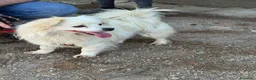 Meticcio cani in regalo: Cooki, un simil volpino giocherellone - Annuncio 2