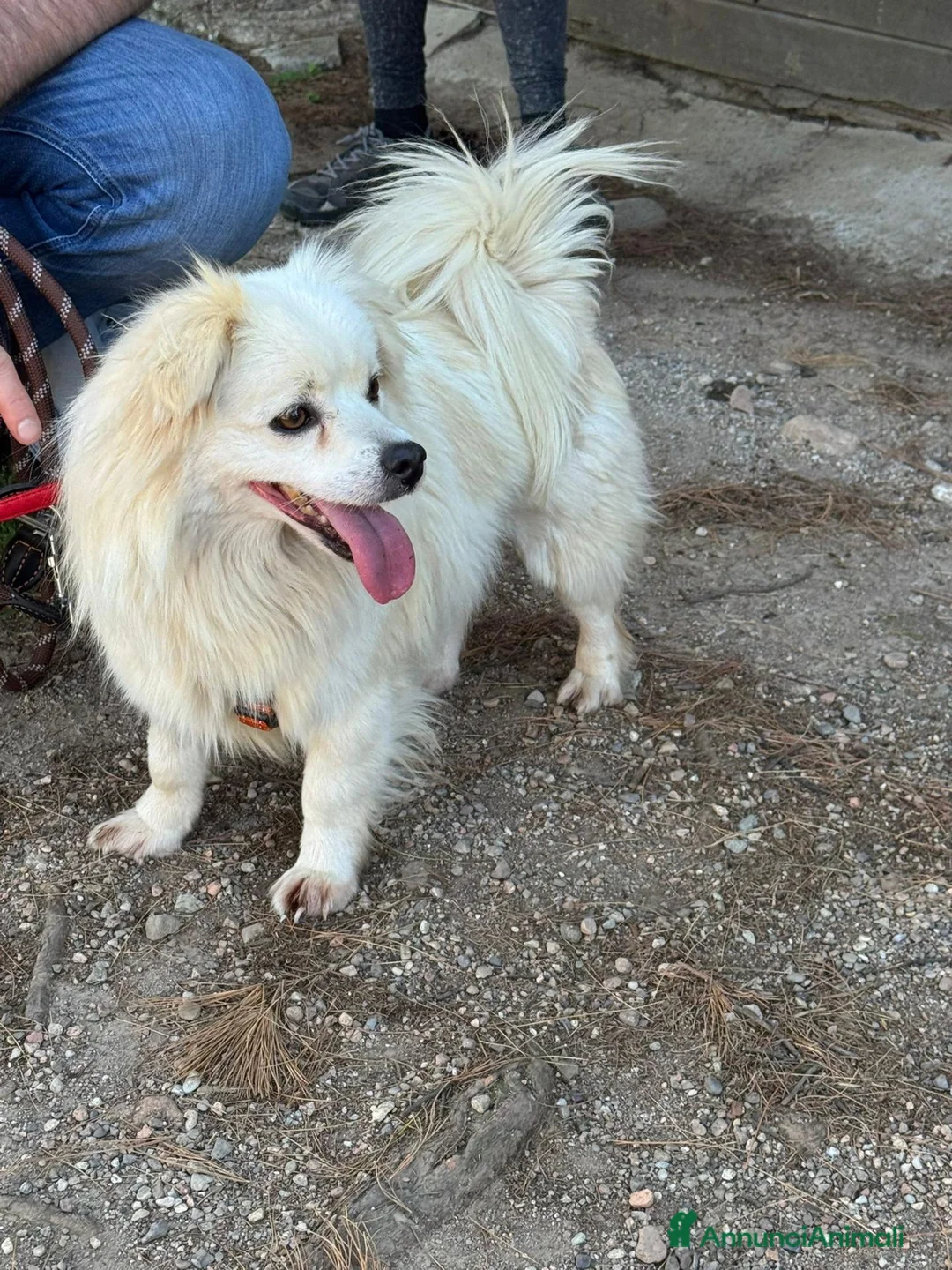 Meticcio cani in regalo: Cooki, un simil volpino giocherellone - Annuncio 2