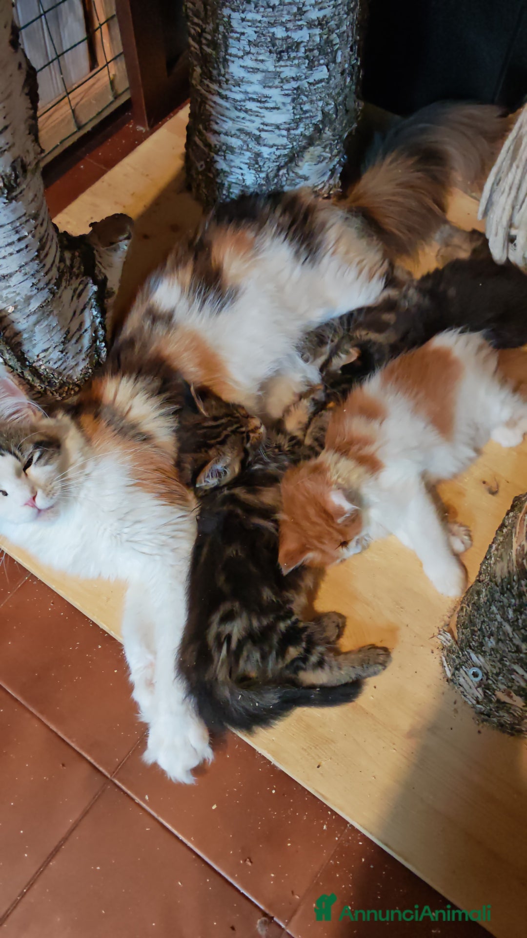 Maine Coon gatti in vendita: Cuccioli Maine Coon a Provincia di Varese - Immagine 4