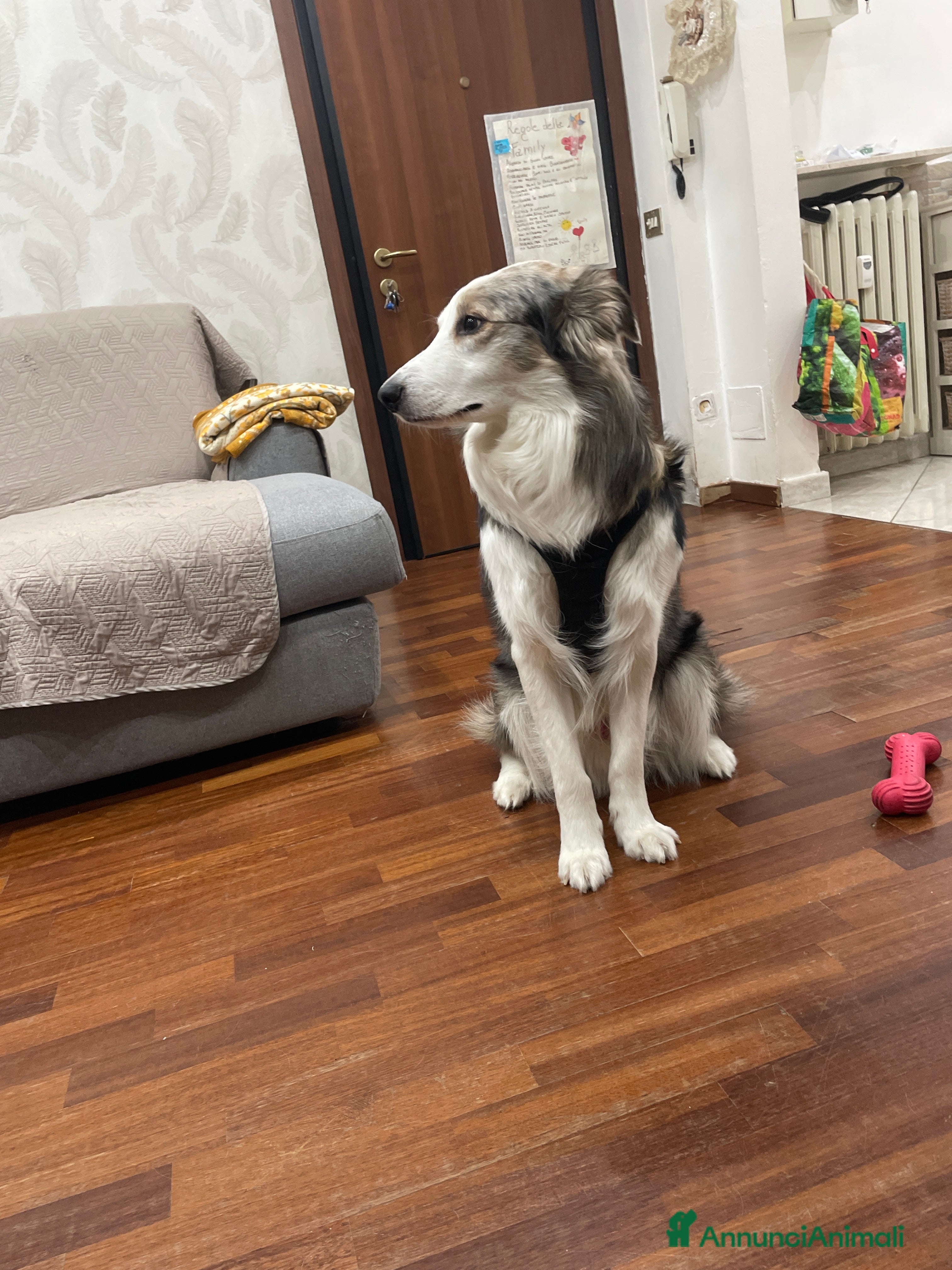 Australian Shepherd cani Cane maschio pastore australiano/border collie. - Annuncio 15