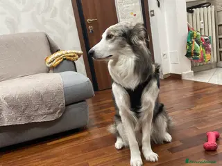 Australian Shepherd cani Cane maschio pastore australiano/border collie. - Annuncio 16