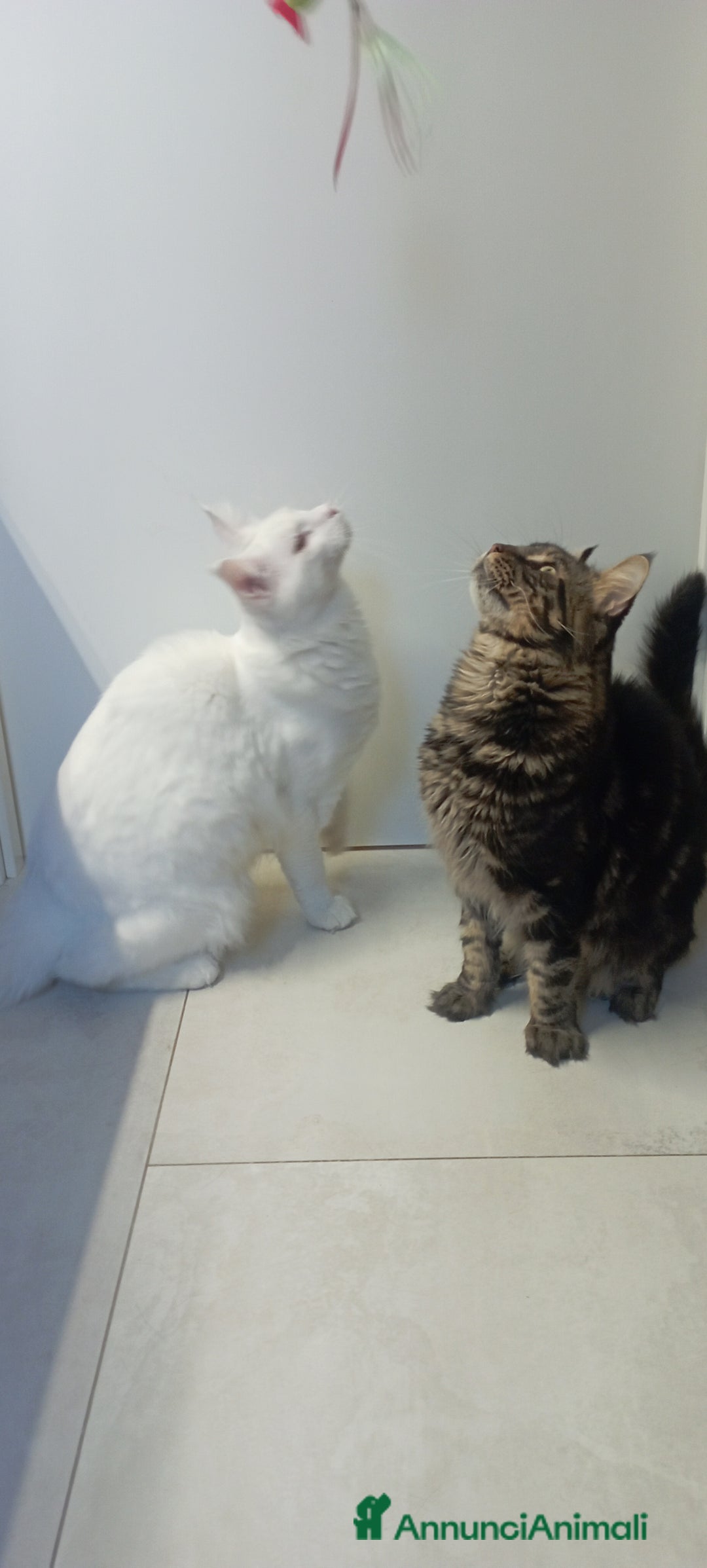 Maine Coon gatti per accoppiamento: Maine Coon per accoppiamento con pedigree - Annuncio 6