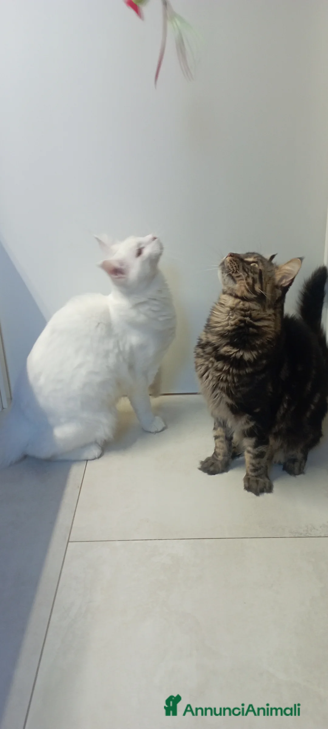 Maine Coon gatti per accoppiamento: Maine Coon per accoppiamento con pedigree - Annuncio 6