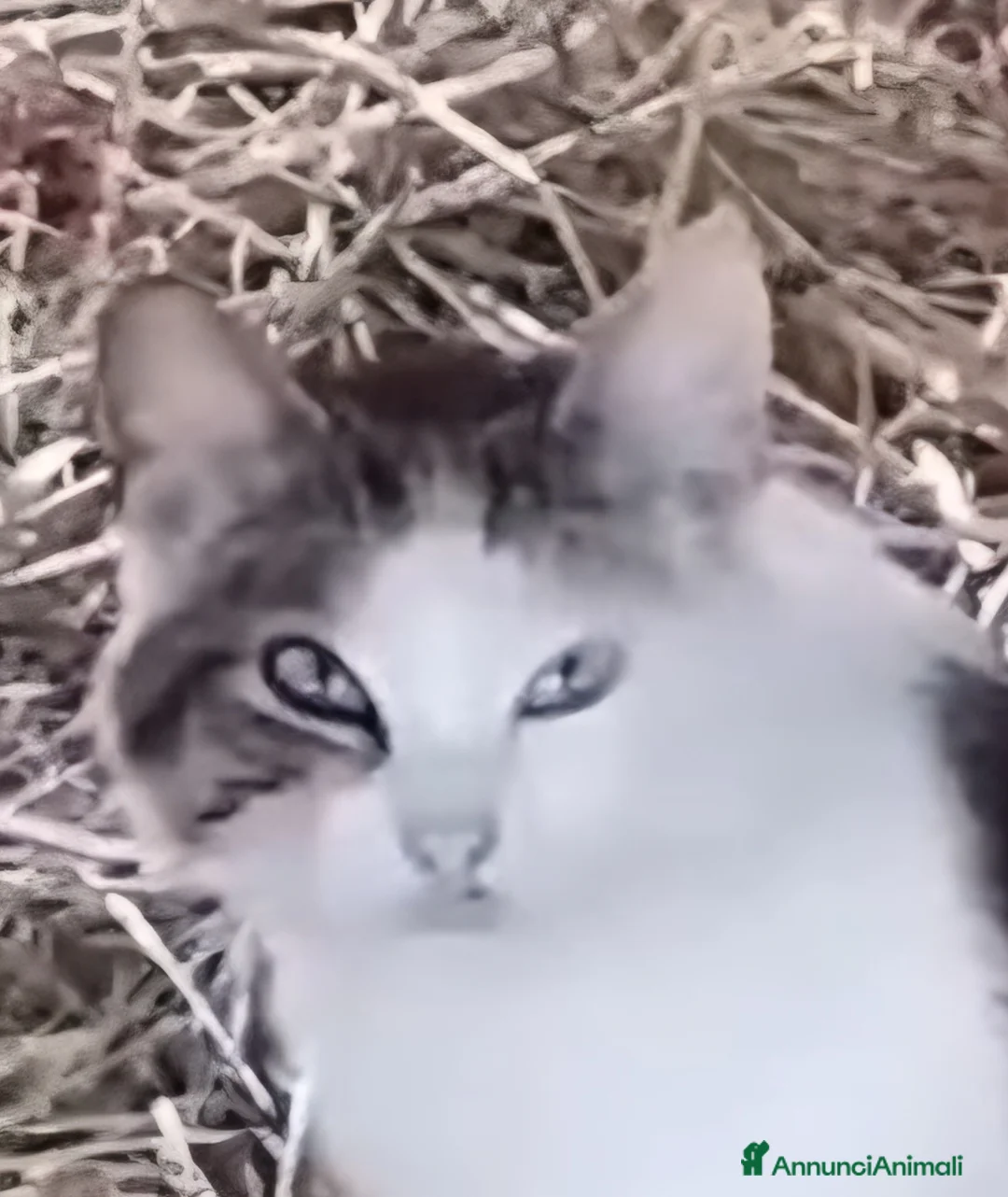 Europeo gatti in regalo: MICHELINO, UNA DOLCEZZA CHE TOCCA IL ❤️ - Annuncio 2