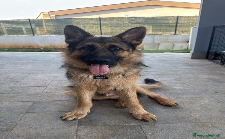 Pastore Tedesco cani a Città metropolitana di Roma Capitale - Annuncio 1