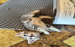 Meticcio gatti in regalo: Gattini di 2 mesi brescia a Provincia di Brescia - Immagine 5