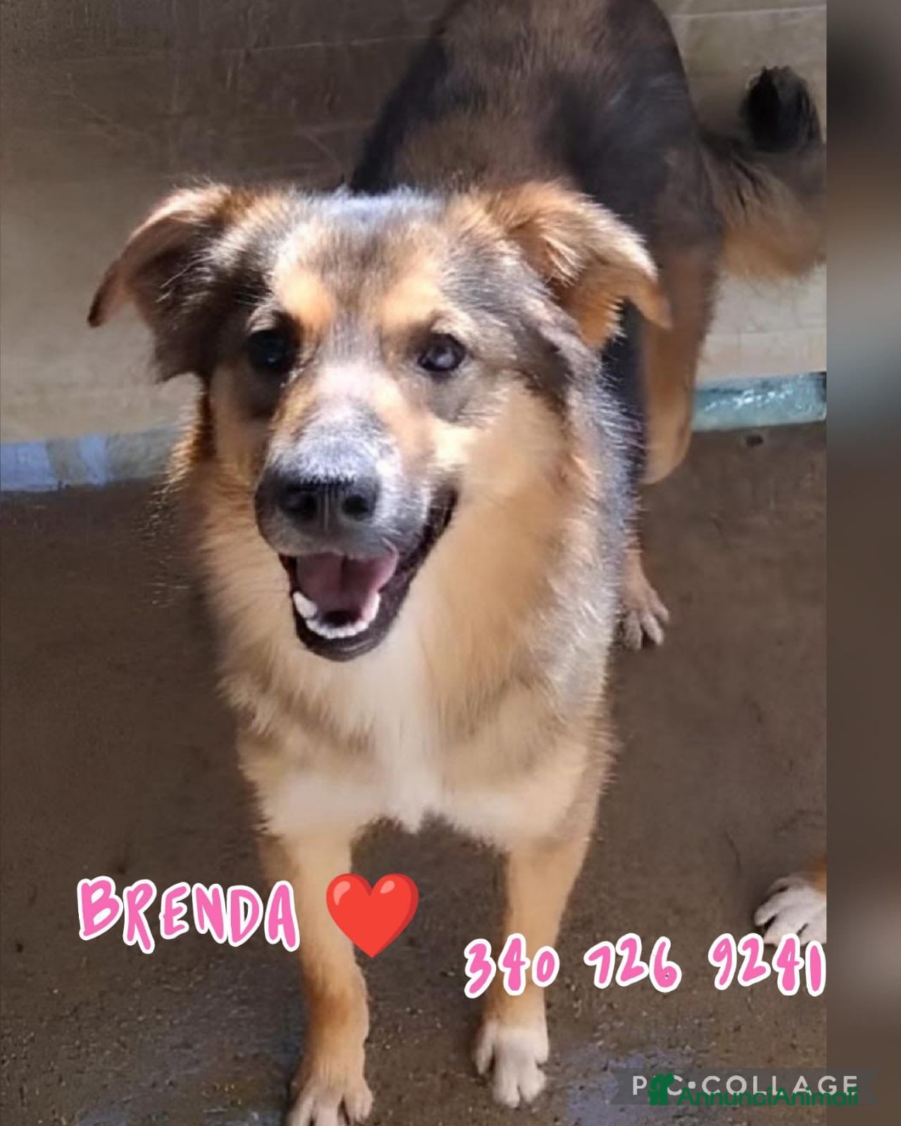 Meticcio cani BRENDA 🩷 - cucciola che sorride!Ancora nel box 😢 - Annuncio 10