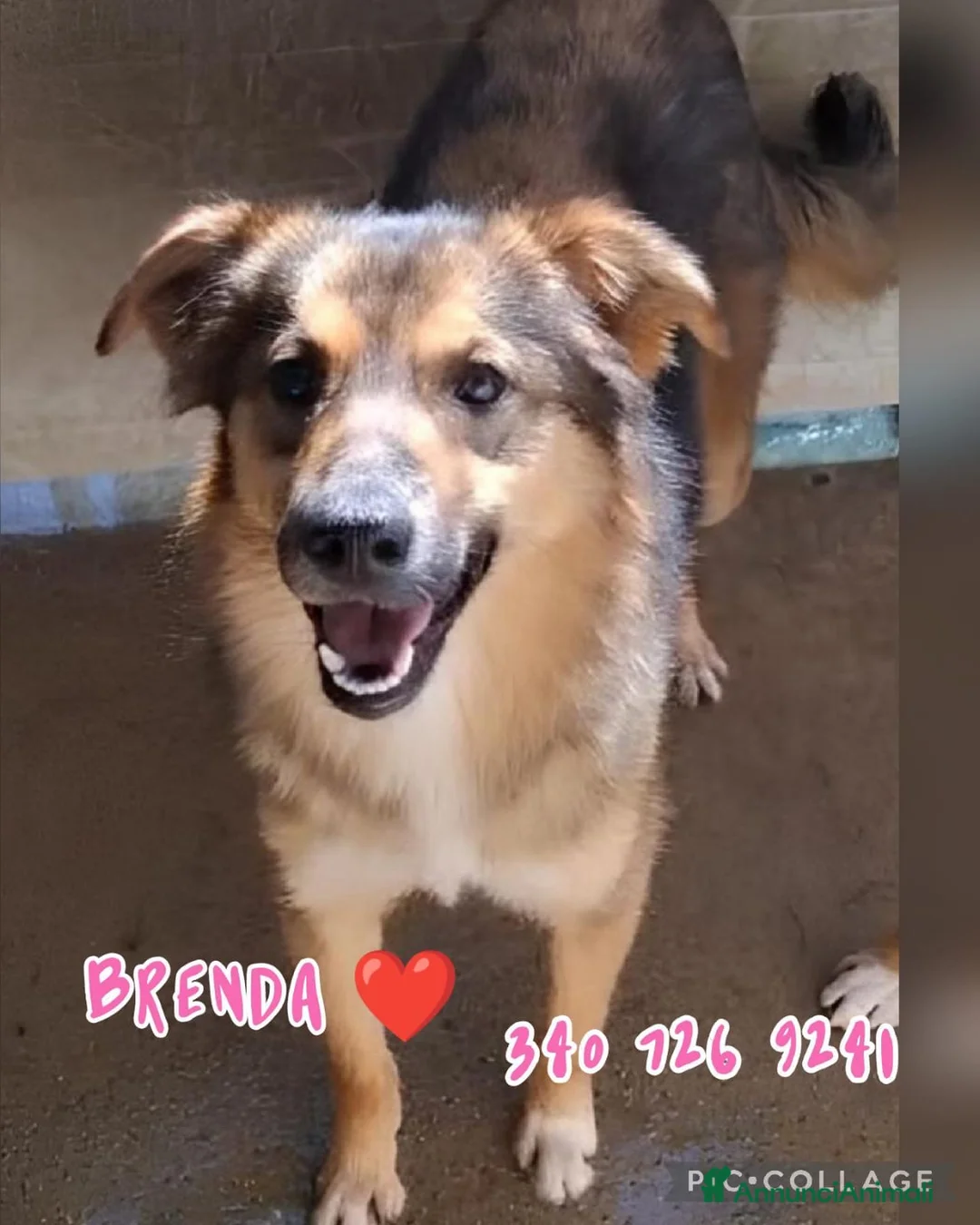 Meticcio cani in regalo: BRENDA 🩷 - cucciola che sorride!Ancora nel box 😢 a Provincia di Mantova - Annuncio 1