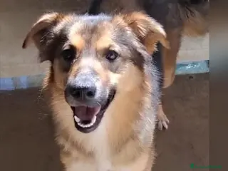 Meticcio cani BRENDA 🩷 - cucciola che sorride!Ancora nel box 😢 - Annuncio 10