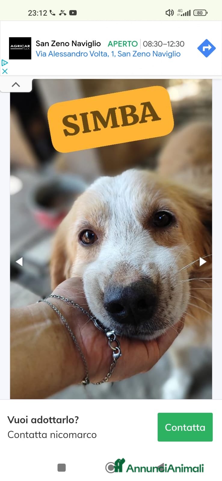 Meticcio cani Lo splendido Simba aspetta la sua famiglia - Annuncio 10