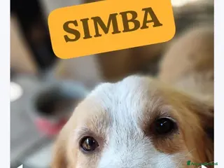 Meticcio cani Lo splendido Simba aspetta la sua famiglia - Annuncio 10
