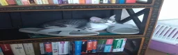 Europeo gatti in regalo: GATTINO VIVACE E SIMPATICO - Annuncio 3