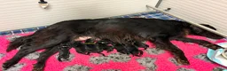 Flat Coated cani in vendita: Cuccioli Flat Coated Retriever disponibili - Annuncio 4