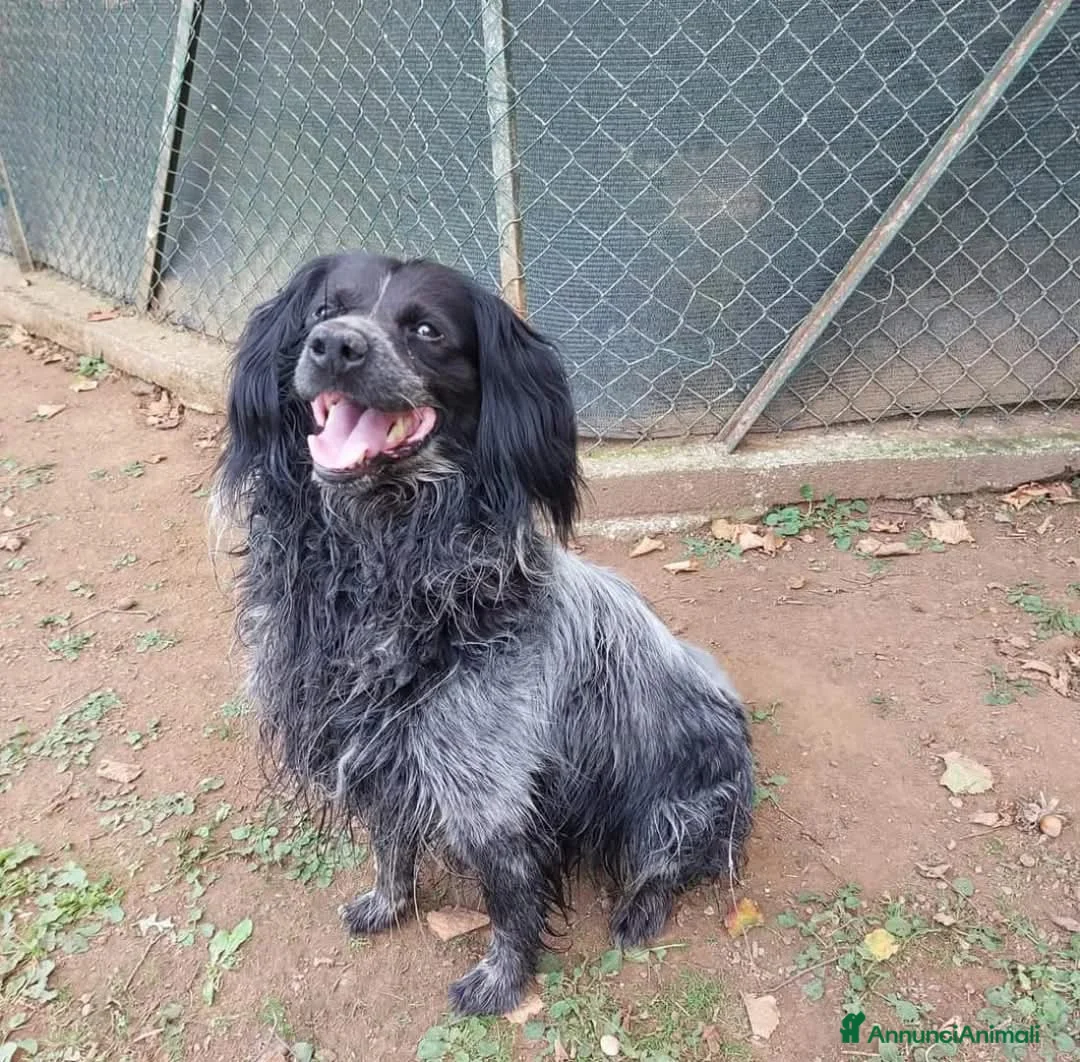 Altre razze cani in regalo: Elliot a Provincia di Viterbo - Annuncio 3