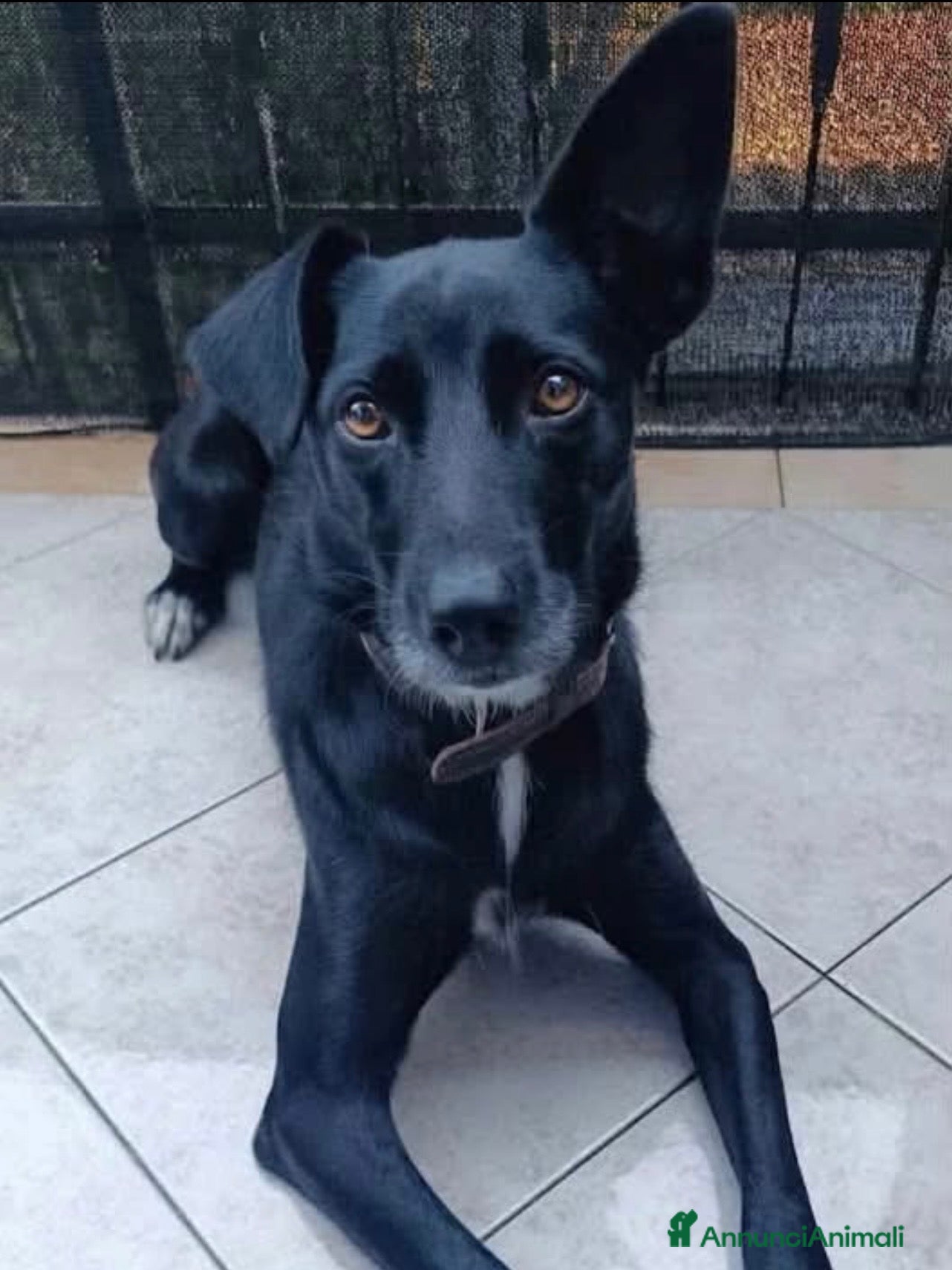 Meticcio cani Nina non sa che deve lasciare la sua casa - Annuncio 13