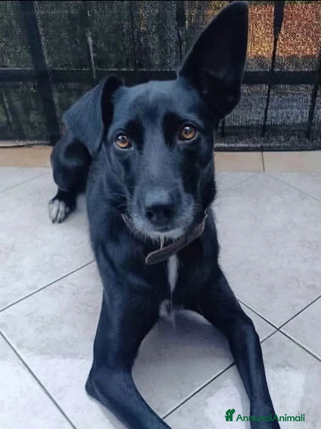 Meticcio cani in regalo: Nina non sa che deve lasciare la sua casa a Provincia autonoma di Trento - Annuncio 1