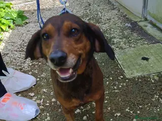 Meticcio cani pallino - Annuncio 10