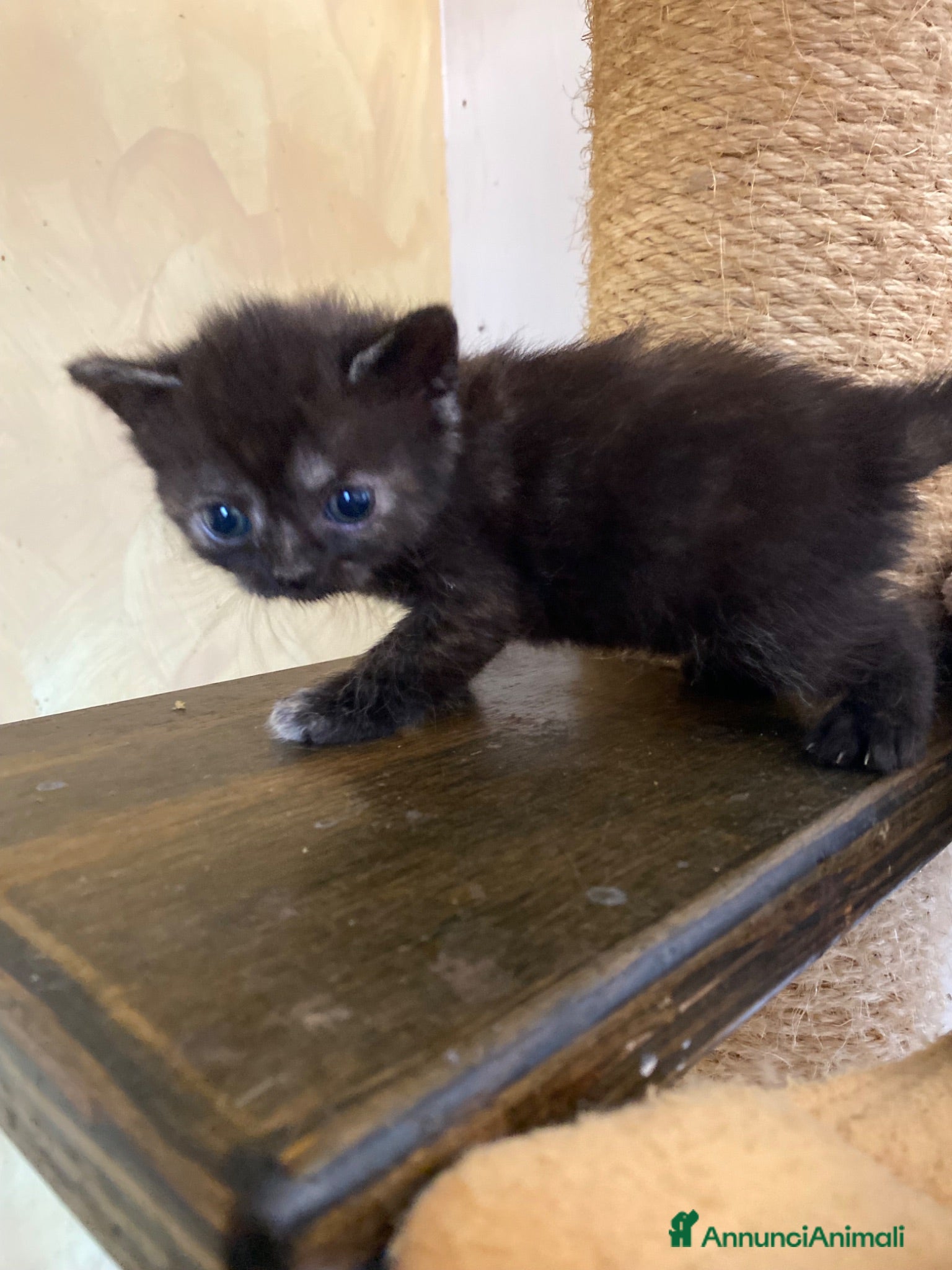Persiano gatti Persiano Incroccio  - Annuncio 25
