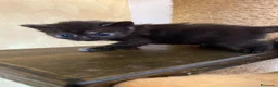 Persiano gatti in vendita: Persiano Incroccio  - Annuncio 1