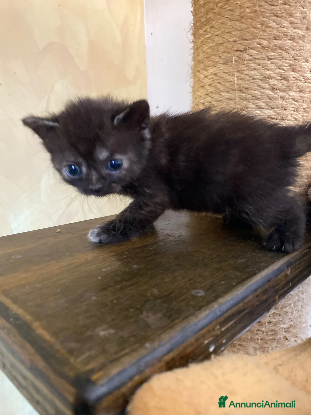 Persiano gatti in vendita: Persiano Incroccio  - Annuncio 1