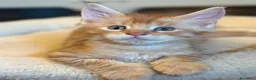 Maine Coon gatti in vendita: Cucciolo Maine coon red tabby - Annuncio 4