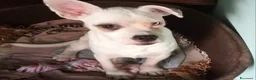 Meticcio cani in regalo: UNA MAMMA PER ICE a Provincia di Varese - Annuncio 3