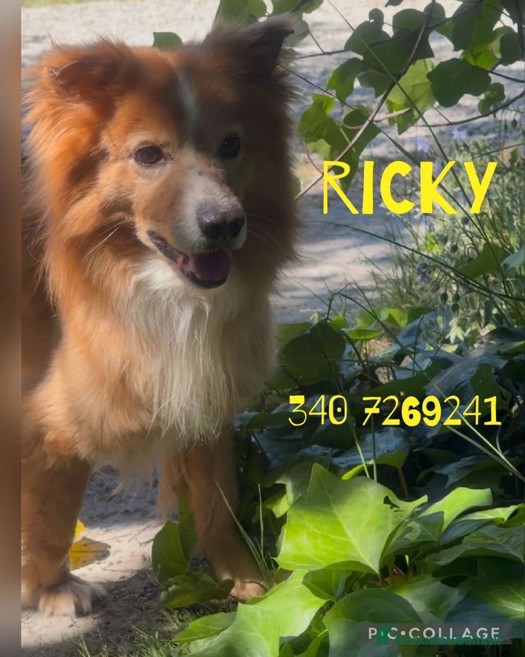 Meticcio cani in regalo: RICKY 💙 11 kg di bontà a Provincia di Pistoia - Annuncio 2