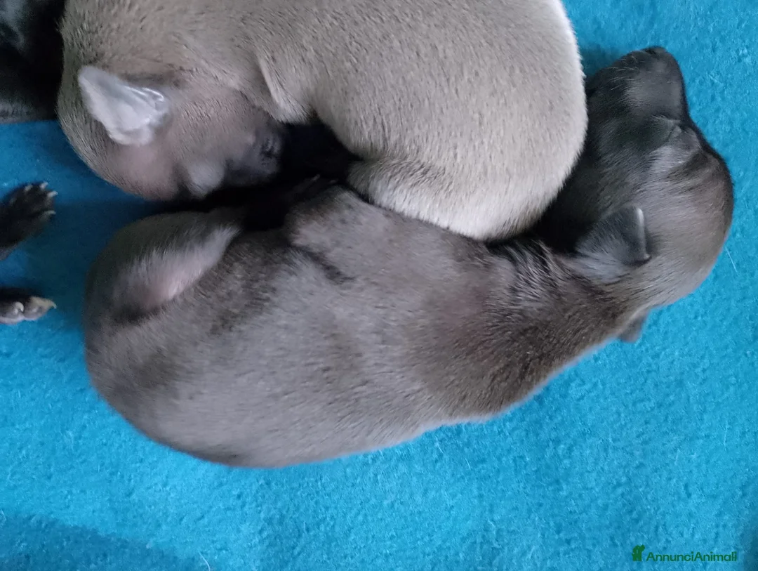 Levriero cani in vendita: Cuccioli di Piccolo Levriero Italiano - Annuncio 5