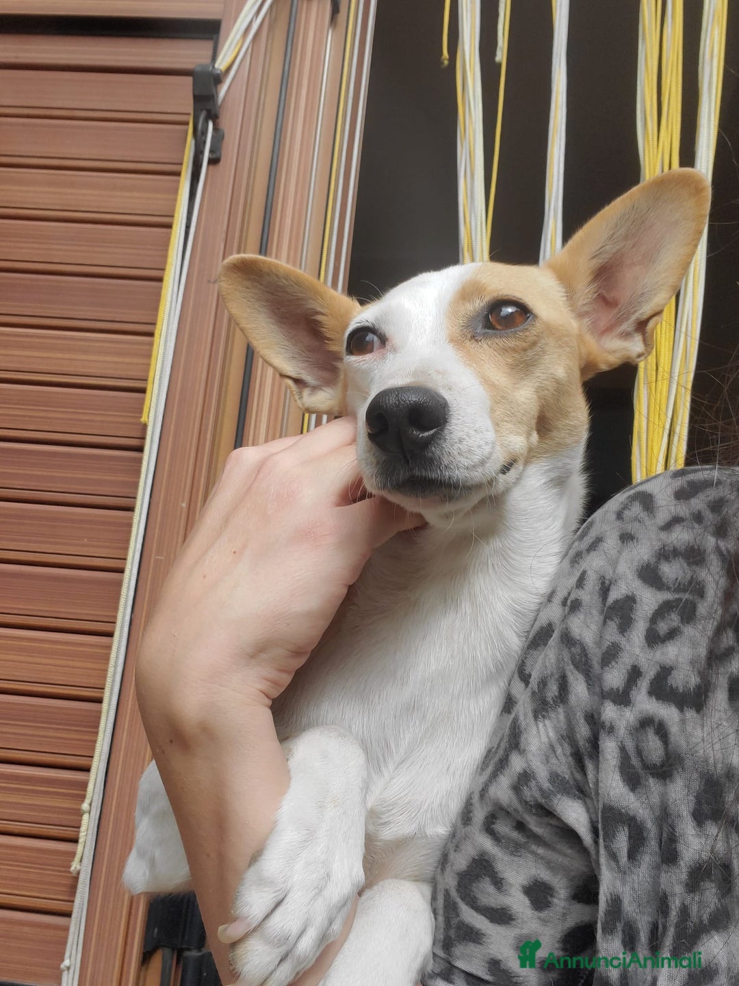 Meticcio cani in regalo: LUNA MIX JACK RUSSEL  - Annuncio 5