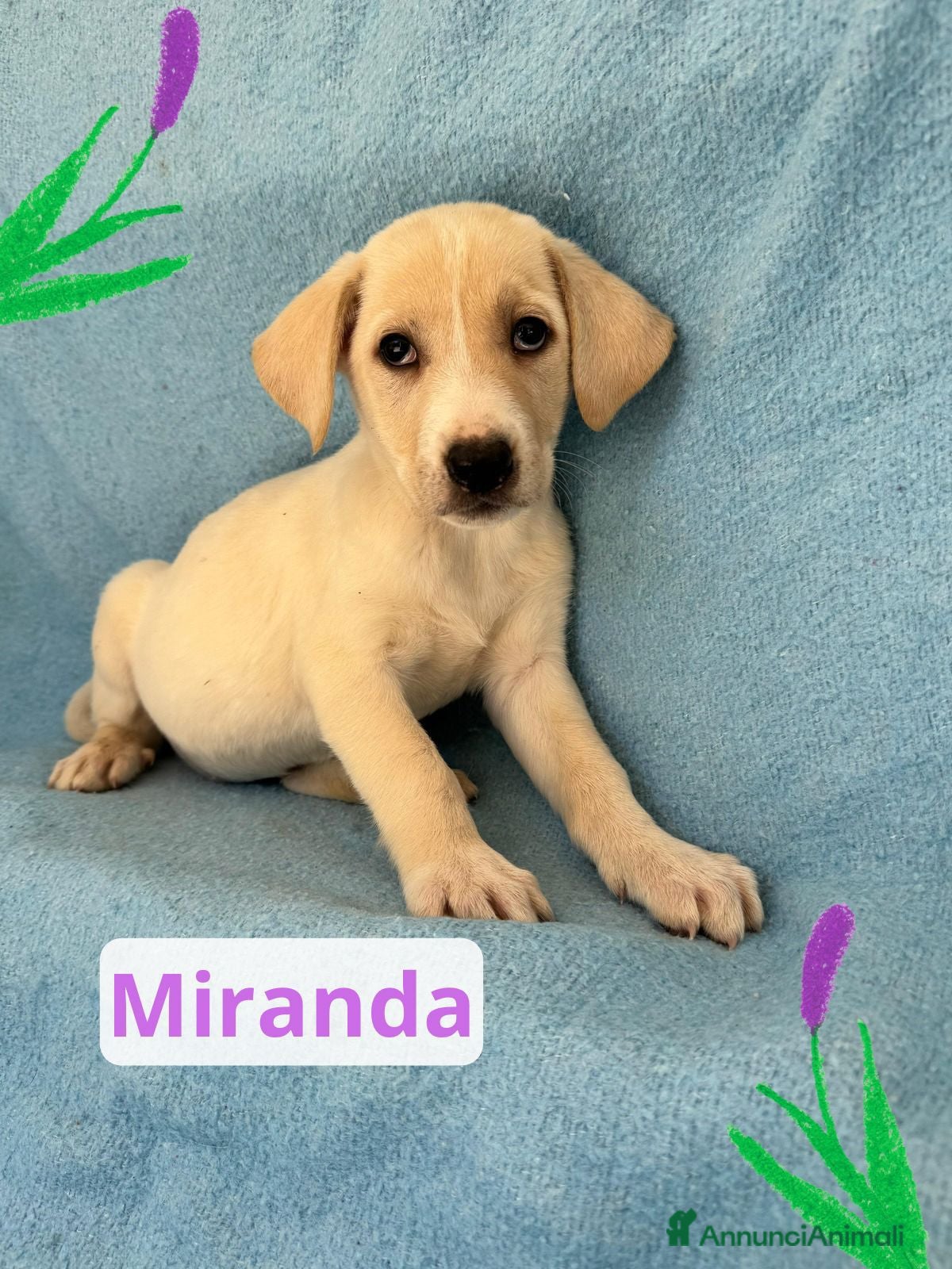 Meticcio cani Miranda  - Annuncio 12