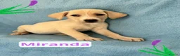 Meticcio cani in regalo: Miranda  - Annuncio 1