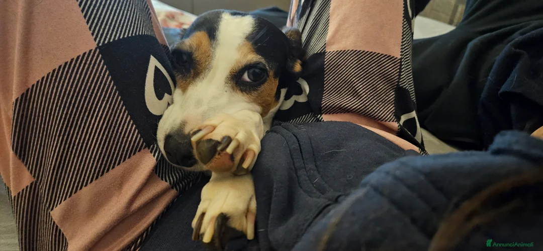 Meticcio cani in regalo: CUCCIOLI BISOGNOSI: URGENTE  a Città Metropolitana di Torino - Annuncio 2